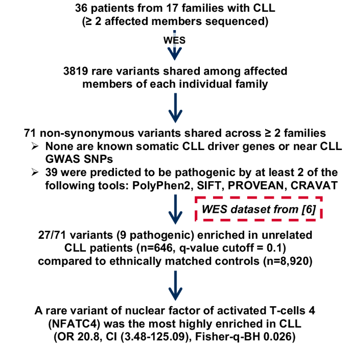 Rare germline variant in NFATC4 associated with familial CLL