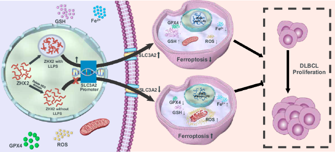 Liquid-liquid phase separation of ZHX2 protects DLBCL cells against ferroptosis through induction of SLC3A2