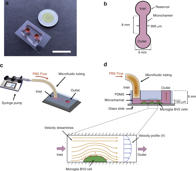 Alzheimer model chip with microglia BV2 cells