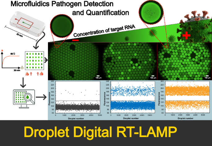Critical aspects of droplet digital reverse transcription loop-mediated isothermal amplification (ddRT-LAMP) for viral pathogens detection