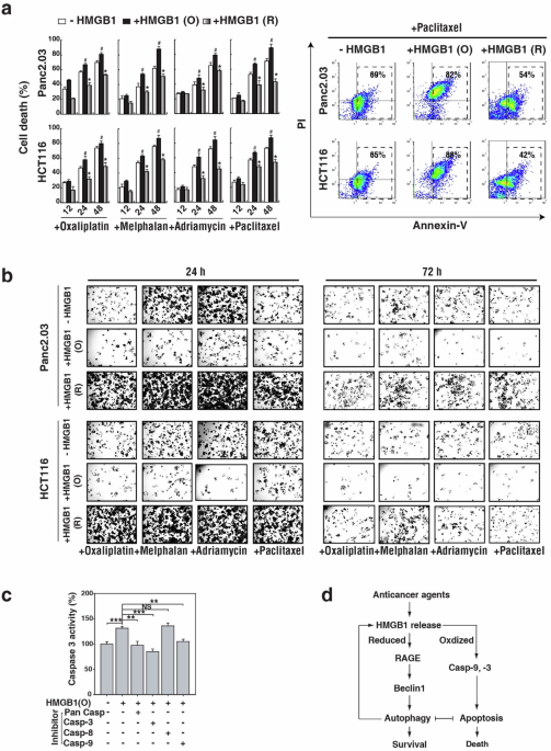 Correction: HMGB1 release and redox regulates autophagy and apoptosis in cancer cells