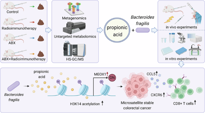 Impact of gut microbiome on radiotherapy and immunotherapy efficacy in microsatellite-stable colorectal cancer: role of propionic acid and B. fragilis