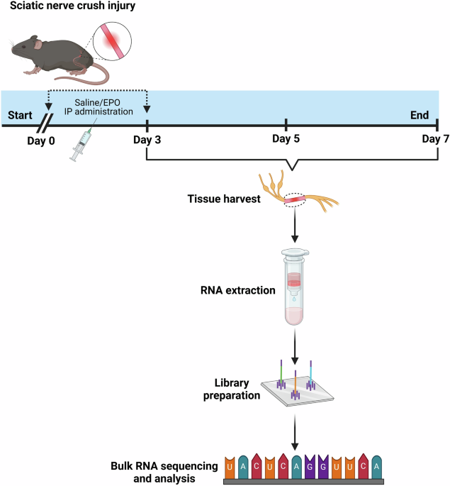 Erythropoietin decreases apoptosis and promotes Schwann cell repair and phagocytosis following nerve crush injury in mice