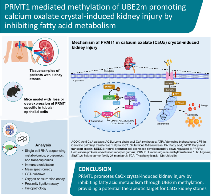 PRMT1-mediated methylation of UBE2m promoting calcium oxalate crystal-induced kidney injury by inhibiting fatty acid metabolism