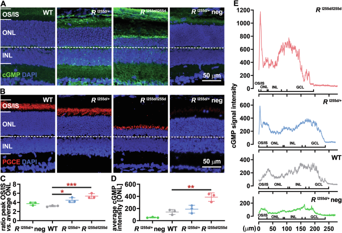 Protein kinase G inhibition preserves photoreceptor viability and function in a new mouse model for autosomal dominant retinitis pigmentosa