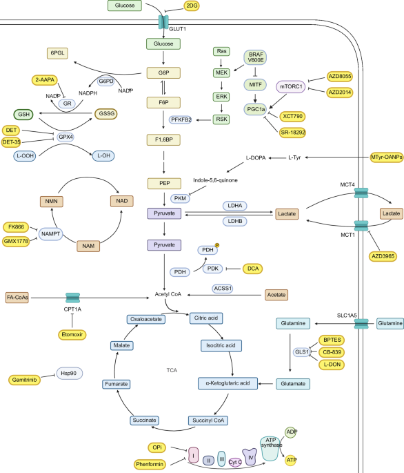 Metabolic reprogramming in melanoma therapy