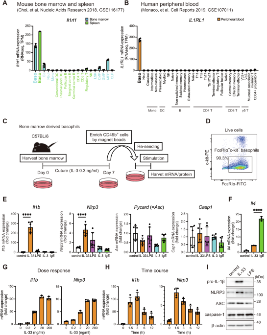 IL-33-primed NLRP3 inflammasome in basophils drives IL-1β production and initiates atopic dermatitis inflammation
