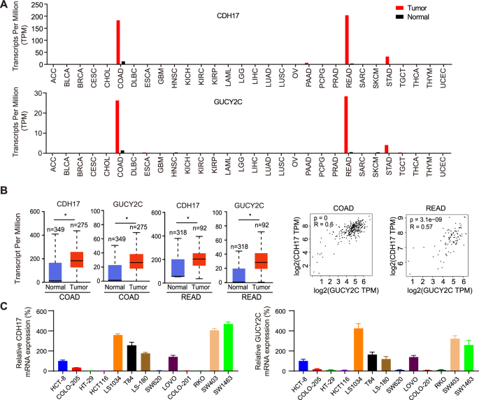 Development of a bispecific CDH17-GUCY2C ADC bearing the ferroptosis inducer RSL3 for the treatment of colorectal cancer