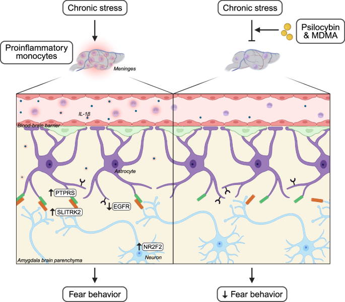 Psychedelics target neuroimmune interactions to limit fear