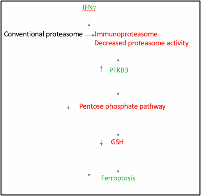 Immunoproteasome-dependent neuronal ferroptosis in multiple sclerosis