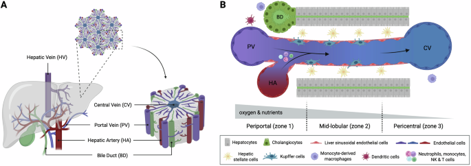 Myeloid cells in chronic liver inflammation