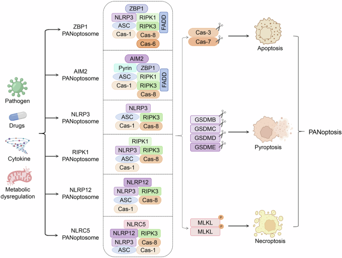 PANoptosis in cancer: bridging molecular mechanisms to therapeutic innovations