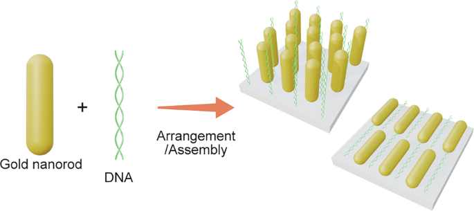DNA-based arrangement and assembly of gold nanorods