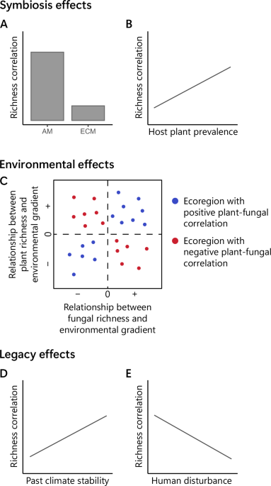 Global divergence in plant and mycorrhizal fungal diversity hotspots