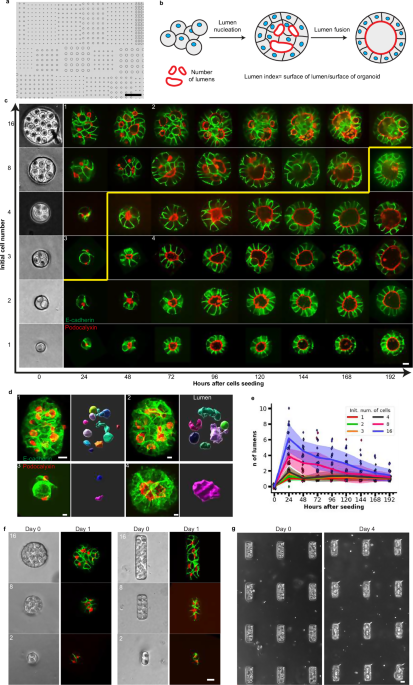 Generic comparison of lumen nucleation and fusion in epithelial organoids with and without hydrostatic pressure