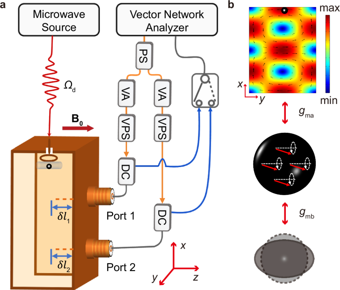 Cavity-magnon polaritons strongly coupled to phonons