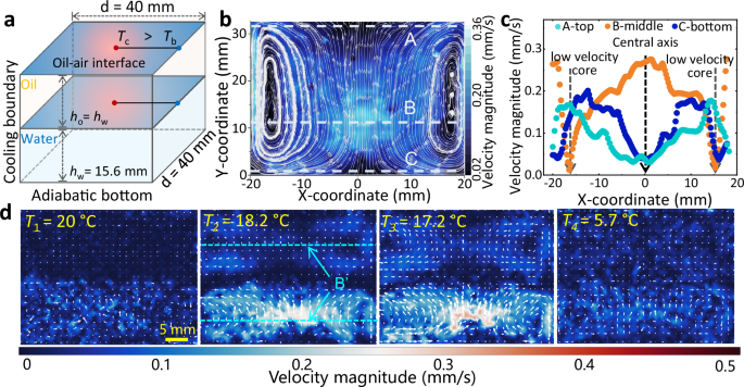 Thermal Marangoni natural convection enables directional transport across immiscible liquids