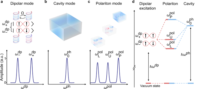 Observation of cavity-tunable topological phases of polaritons