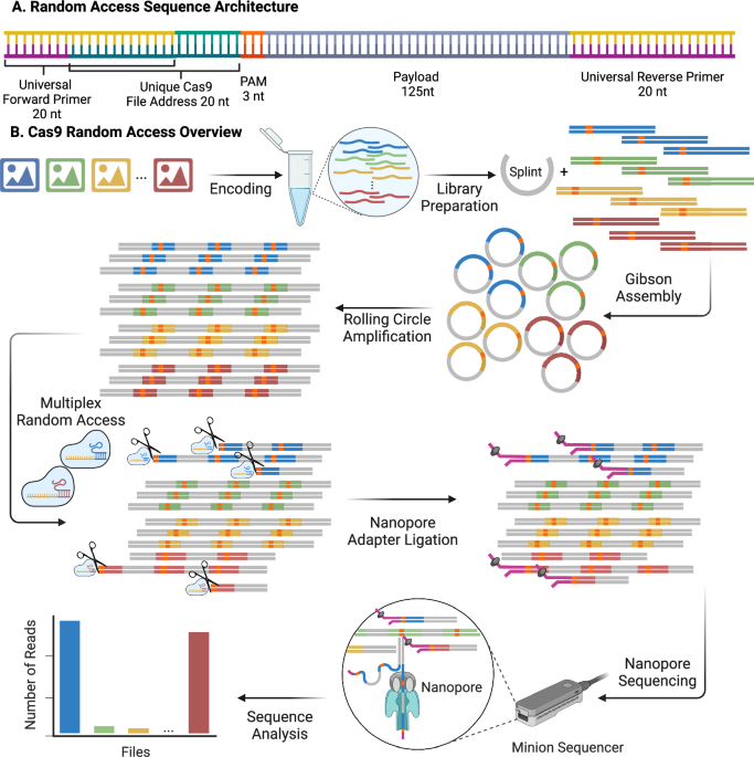 Random access and semantic search in DNA data storage enabled by Cas9 and machine-guided design