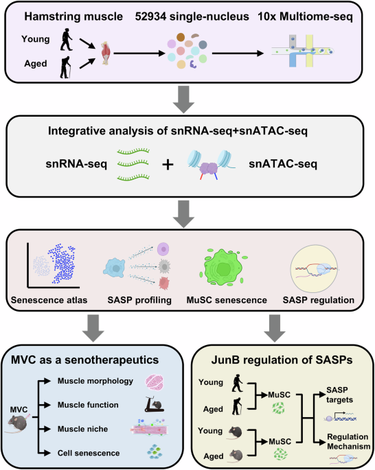 Multiomics and cellular senescence profiling of aging human skeletal muscle uncovers Maraviroc as a senotherapeutic approach for sarcopenia