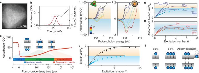 Hot-carrier trapping preserves high quantum yields but limits optical gain in InP-based quantum dots