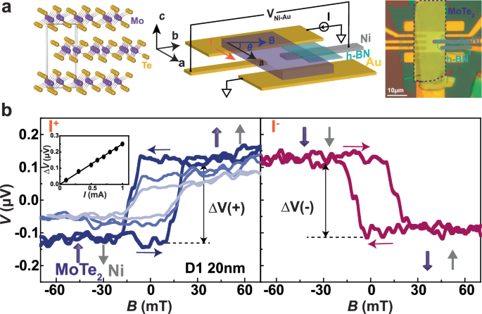 Direct observation of distinct bulk and edge nonequilibrium spin accumulation in ultrathin MoTe2