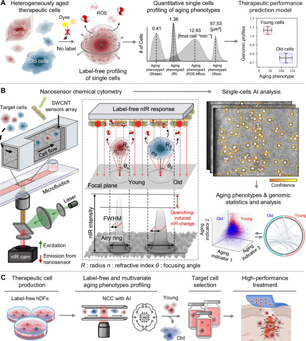 Unveiling aging heterogeneities in human dermal fibroblasts via nanosensor chemical cytometry