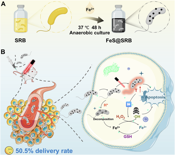 Living therapeutics of nonpathogenic bacteria as biosynthesis factory and active carriers for enhancing tumor-targeted therapy