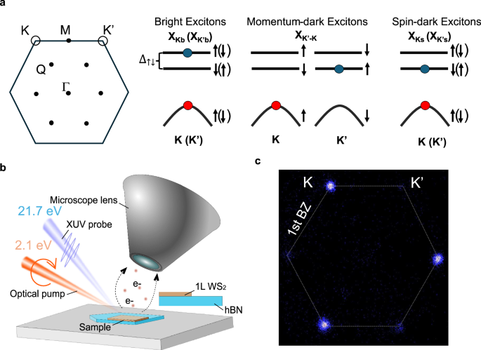 A holistic view of the dynamics of long-lived valley polarized dark excitonic states in monolayer WS2