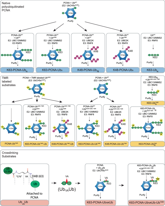 USP1/UAF1 targets polyubiquitinated PCNA with an exo-cleavage mechanism that can temporarily enrich for monoubiquitinated PCNA