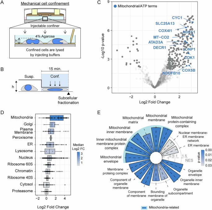 Mitochondria-derived nuclear ATP surge protects against confinement-induced proliferation defects