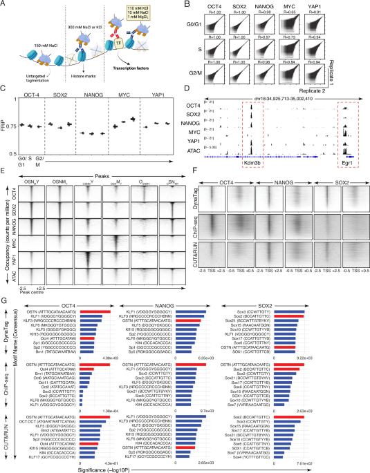 DynaTag for efficient mapping of transcription factors in low-input samples and at single-cell resolution