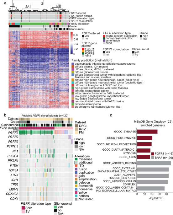 A diverse landscape of FGFR alterations and co-mutations suggests potential therapeutic strategies in pediatric low-grade gliomas