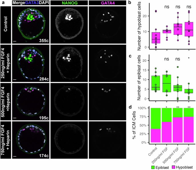 Suppression of ERK signalling promotes pluripotent epiblast in the human blastocyst