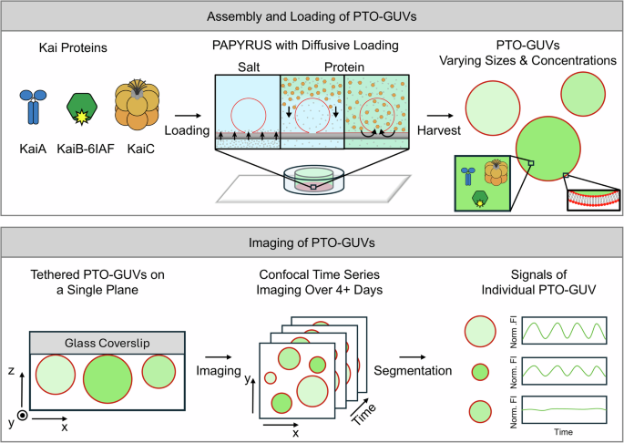 Reconstitution of circadian clock in synthetic cells reveals principles of timekeeping