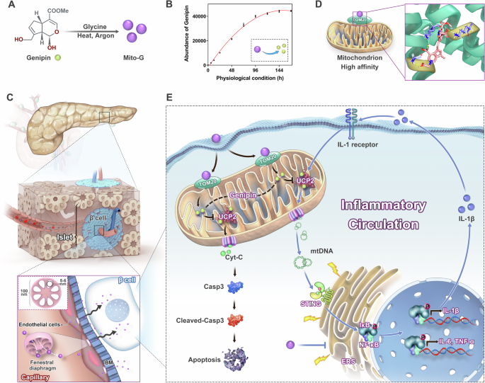 UCP2 inhibition eliminates pancreatic β cell autoinflammation in T2DM with islet-mitochondrial sequential targeting nanomedicines