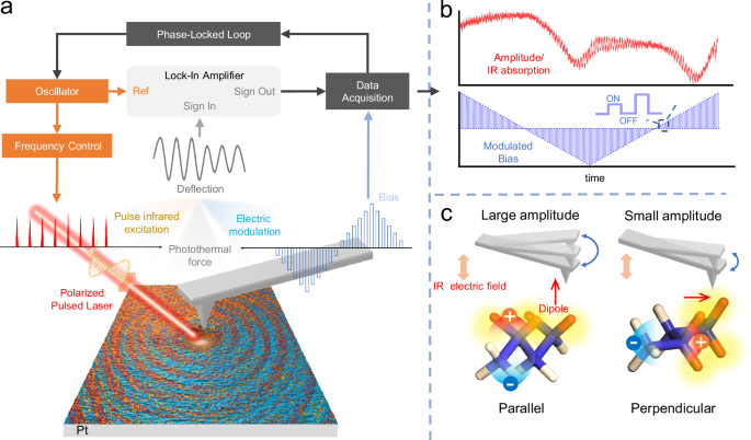 Electrically modulated photothermal force microscopy for revealing molecular conformation changes during polarization switching at the nanoscale