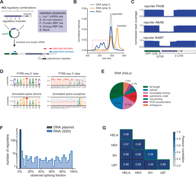 U-rich elements drive pervasive cryptic splicing in 3’ UTR massively parallel reporter assays