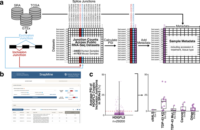 Large-scale RNA-Seq mining reveals ciclopirox olamine induces TDP-43 cryptic exons