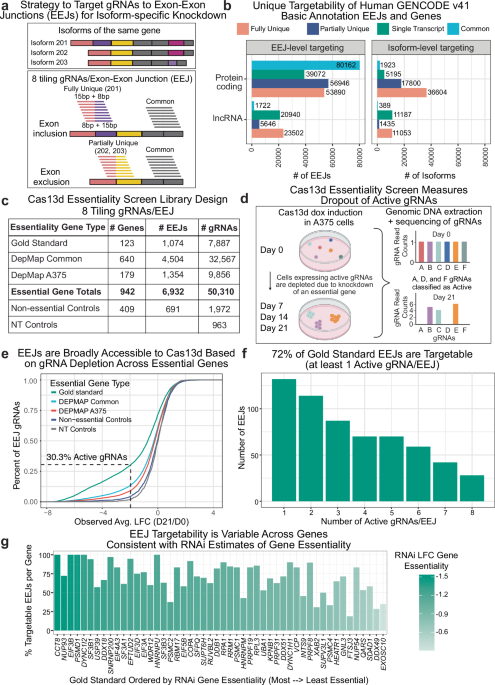 Cas13d-mediated isoform-specific RNA knockdown with a unified computational and experimental toolbox