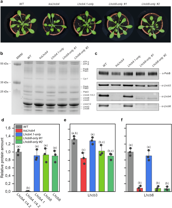A stress-induced paralog of Lhcb4 controls the photosystem II functional architecture in Arabidopsis thaliana