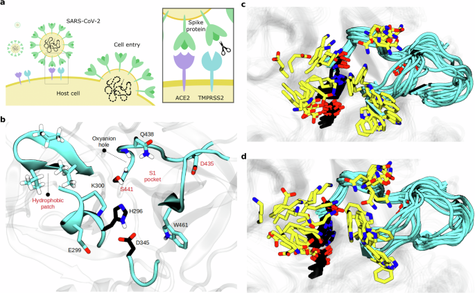 Simulations and active learning enable efficient identification of an experimentally-validated broad coronavirus inhibitor