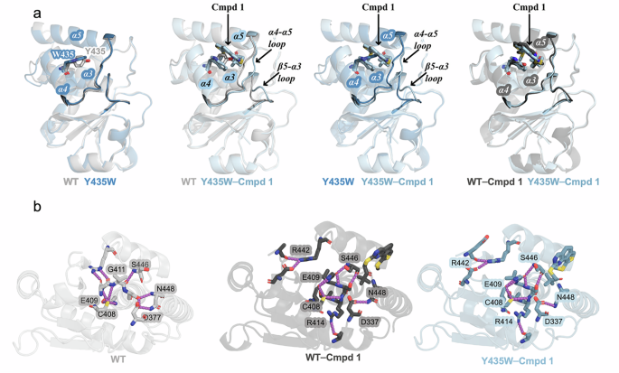 Dynamic and structural insights into allosteric regulation on MKP5 a dual-specificity phosphatase