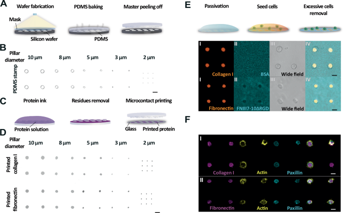 Mammalian cells measure the extracellular matrix area and respond through switching the adhesion state