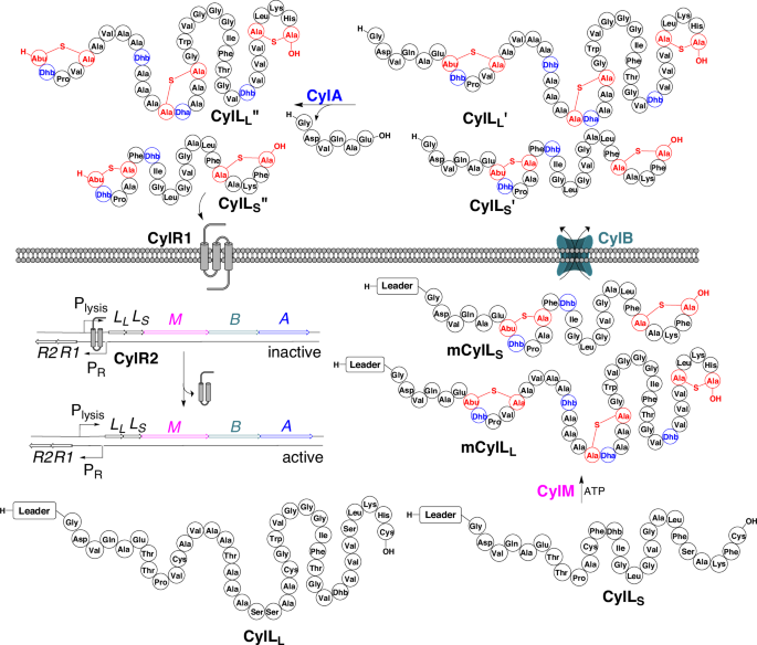 Combatting virulent gut bacteria by inhibiting the biosynthesis of a two-component lanthipeptide toxin