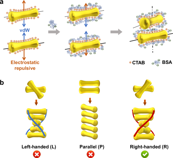 Concavity-enhanced chiral self-assembly of anisotropic nanoparticles toward strong chiroptical activity
