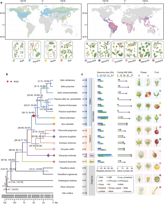 Ancient allopolyploidy and specific subgenomic evolution drove the radiation of poplars and willows