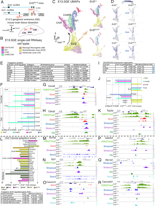 Single-cell transcriptomics of ventral forebrain progenitors identifies Evf2 enhancer lncRNA-enhancer gene guidance through direct RNA binding and RNP recruitment domains