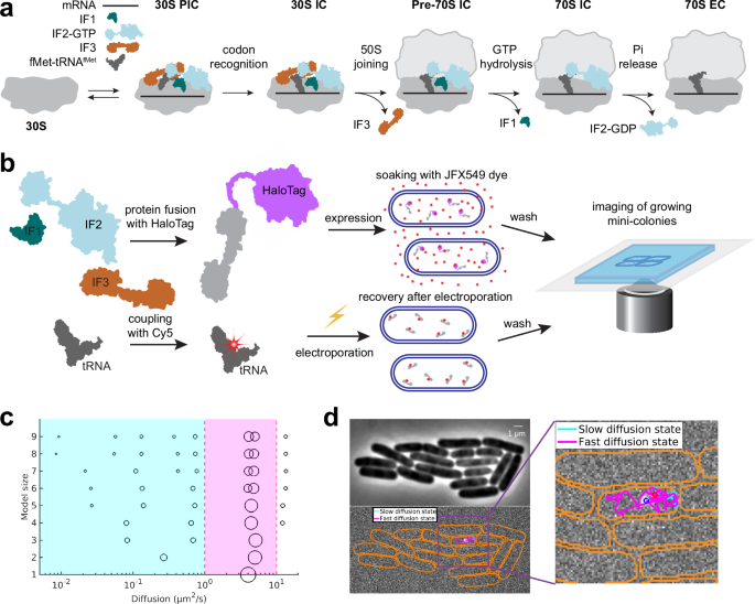 A complex between IF2 and NusA suggests early coupling of transcription-translation