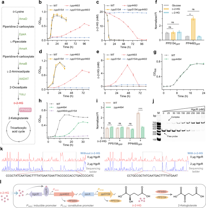 A genetically encoded biosensor for point-of-care and live-cell detection of d-2-hydroxyglutarate
